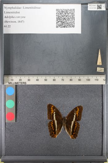 Media type: image;   Entomology 141158
